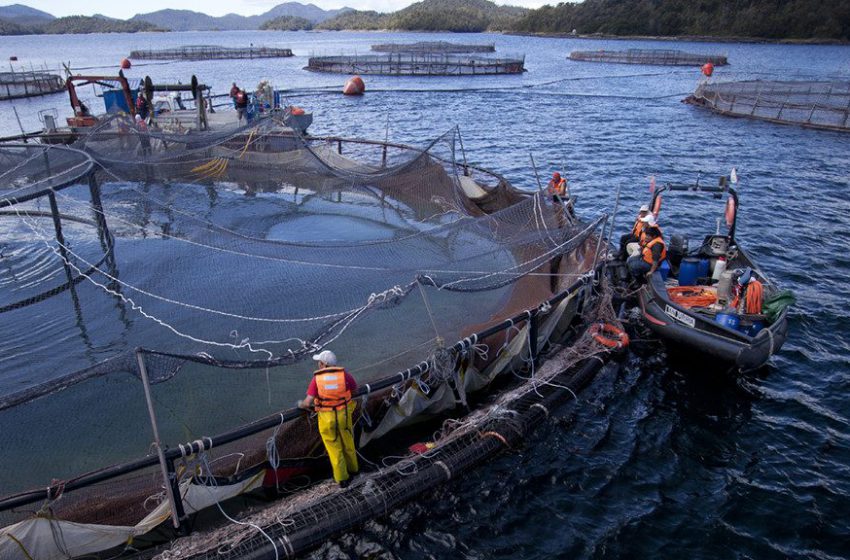  Corte Suprema ordena a multinacional japonesa a entregar información sobre uso de pesticidas y presencia de dos enfermedades infecciosas en salmonera de Magallanes