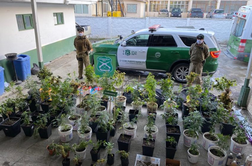  Incendio de bodega deja al descubierto cultivo indoor de marihuana