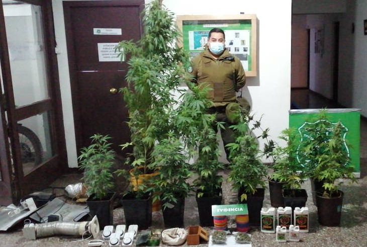  Carabineros de Natales incauta 12 plantas de cannabis desde interior de un domicilio