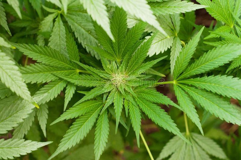  Denuncia anónima de vecinos permitió incautar plantas de marihuana y 378 gramos a granel desde un domicilio de Natales