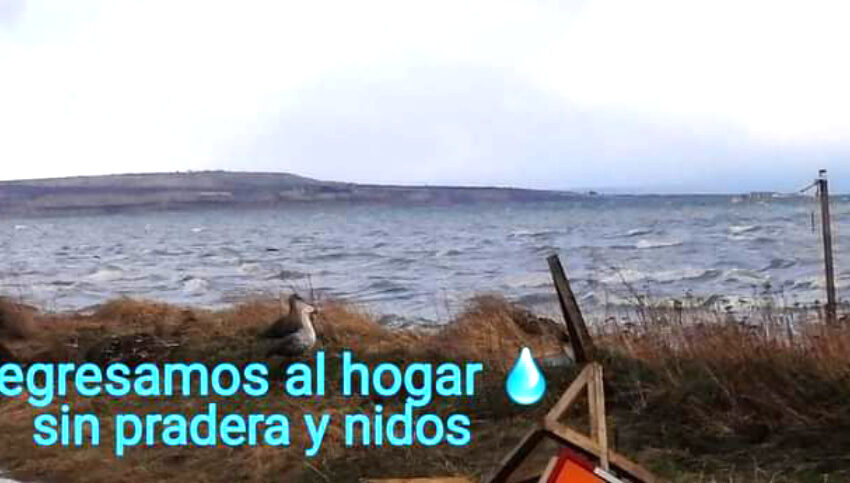  Esta imagen es impactante: Pese a la intervención industrial la avifauna de Dumestre insiste en regresar a sus sitios naturales