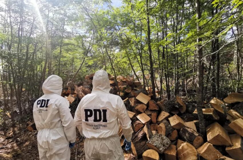  PDI descarta participación de terceros  en fallecimiento de trabajador forestal en Villa Renoval