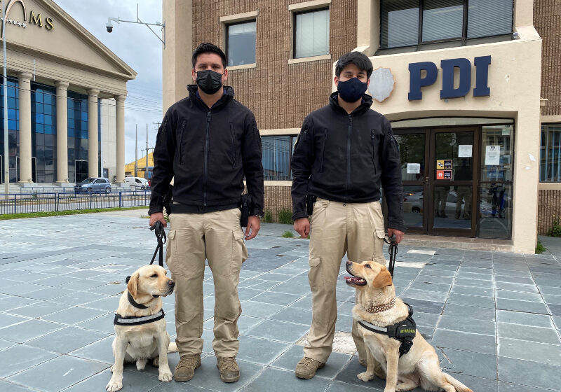  Nuevo ejemplar canino se suma a la Brigada  Antinarcóticos de la PDI en Punta Arenas