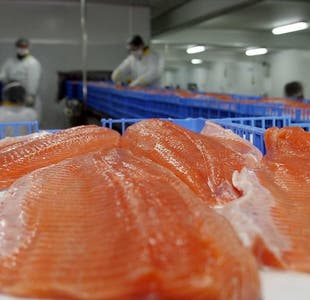  Covid-19 y Salmón en Chile: Alerta al mercado internacional por alto contagio de Virus en ciudades salmoneras de la Patagonia