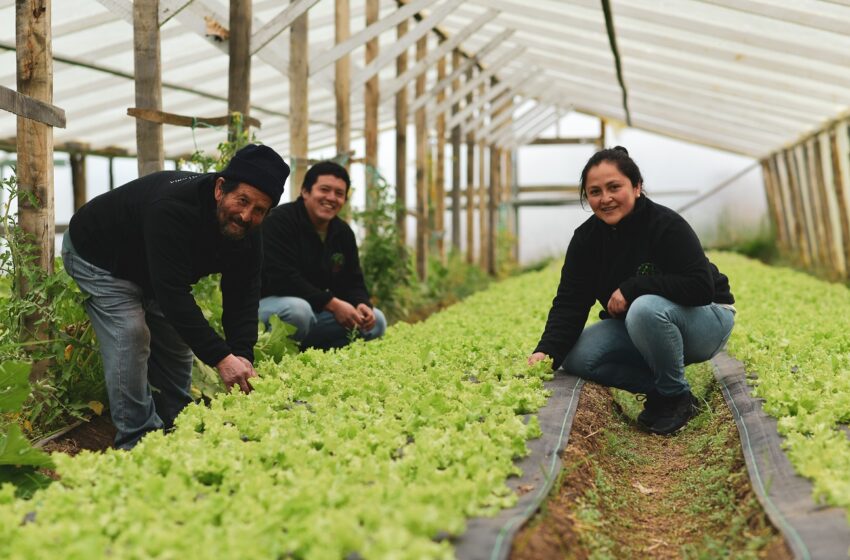  Hermanos formaron cooperativa familiar y producen lechugas para el comercio natalino