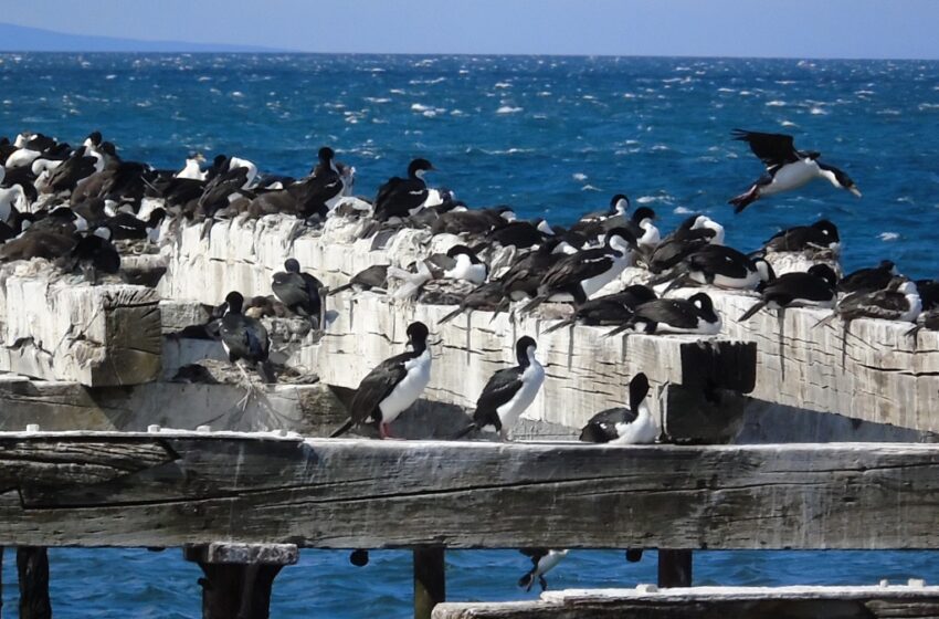 Ante ola de calor,  SAG Magallanes recuerda la importancia de respetar la avifauna costera