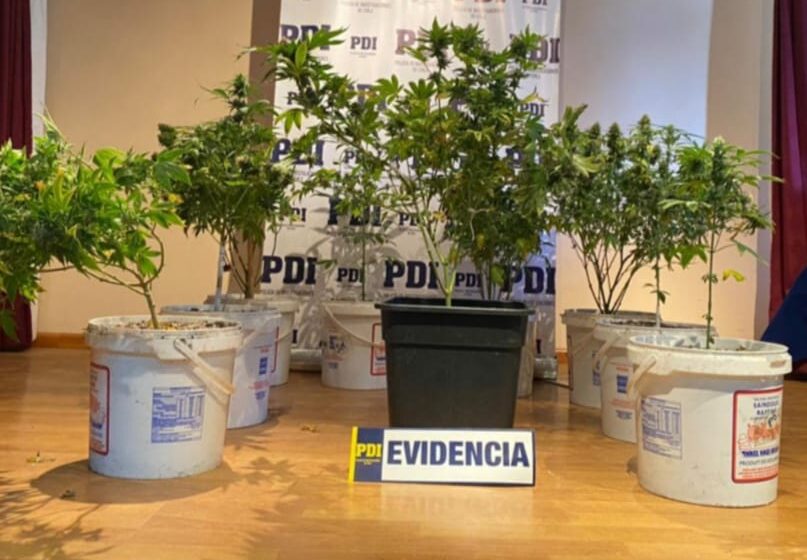  PDI incauta cultivo indoor de cannabis sativa y detiene a un infractor de la Ley 20.000