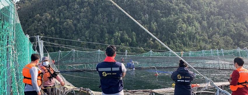  Ya son 4 Mil toneladas de salmones muertos por floración algal en el sur de Chile