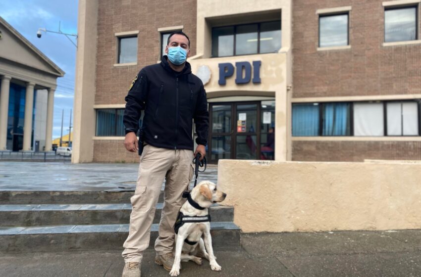  Brigada Antinarcóticos de la PDI de Punta Arenas incorpora un nuevo guía canino