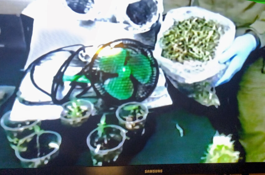  Formalizado por microtráfico y cultivo  de cannabis sativa