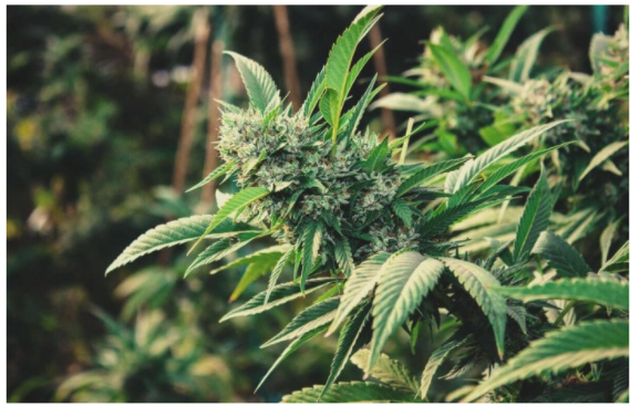 Absuelven a joven que cultivaba 19 plantas de cannabis por procedimiento policial viciado