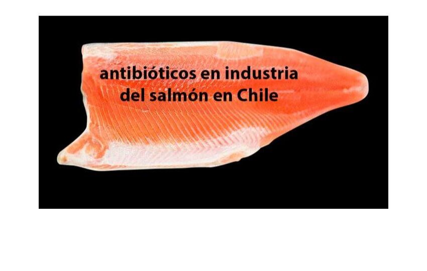  Salmonicultura chilena aumenta uso de antibióticos en el primer semestre de 2021