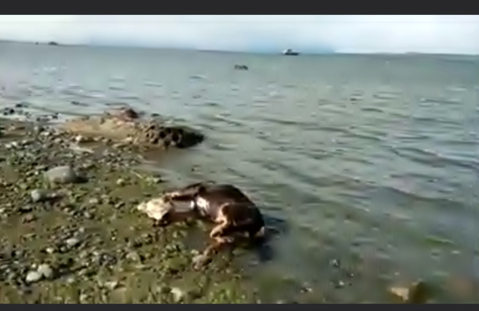  Crueldad y maltrato animal: Perro es atropellado y dejado abandonado sin prestarle auxilio