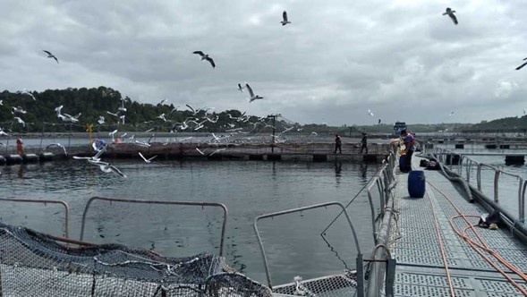  Industria del salmón comienza 2022 con un escape masivo de peces en Región de Los Lagos