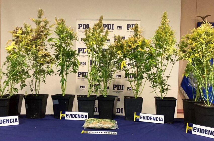  PDI incauta en dos viviendas de Punta Arena 30 plantas de cannabis y más de 3,5 millones de pesos en cannabis a granel