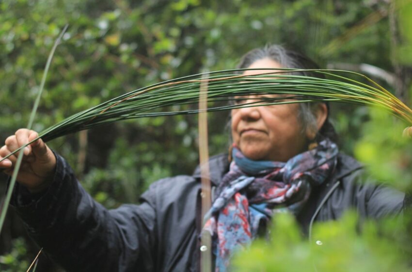  TEJER SABERES Y TRADICIONES: EL DESAFÍO DE LA CESTERÍA KAWÉSQAR