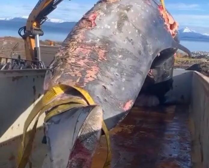  Expansión salmonera explicaría irregular envío de cadáver de ballena a vertedero de residuos domiciliarios en Patagonia chilena
