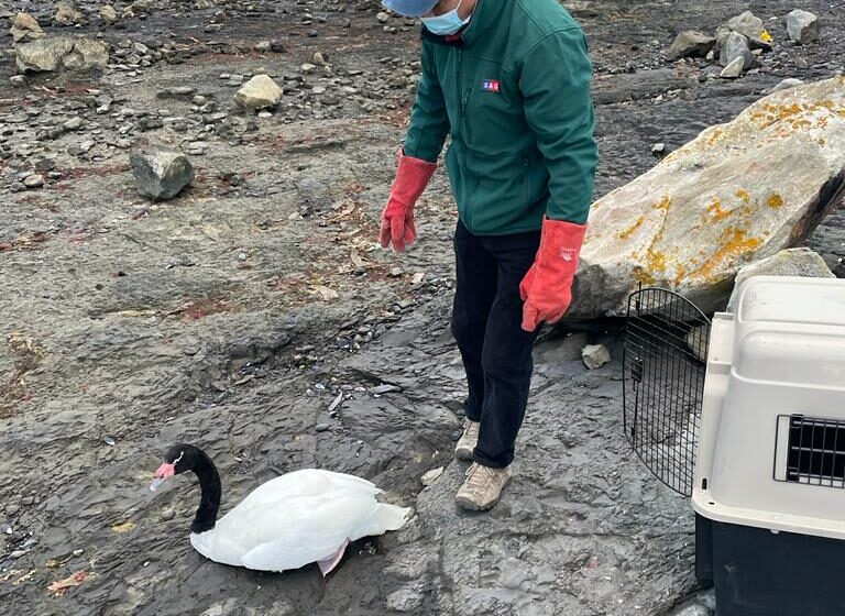  En Puerto Natales Cisne de cuello negro fue reinsertado en su hábitat