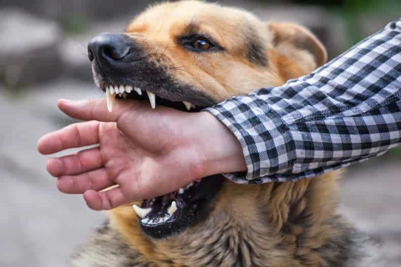  No hay tenencia responsable de mascotas: perro atacó y dejo con heridas a una vecina en calle Wellington