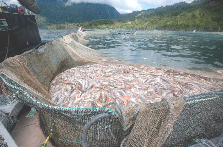  Radio del Mar. Escape de salmones en Chile: Aprueban ley que endurece penas y exige transparencia a empresas