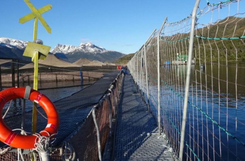  Investigan a salmonera Australis Mar por sobreproducción en la Patagonia
