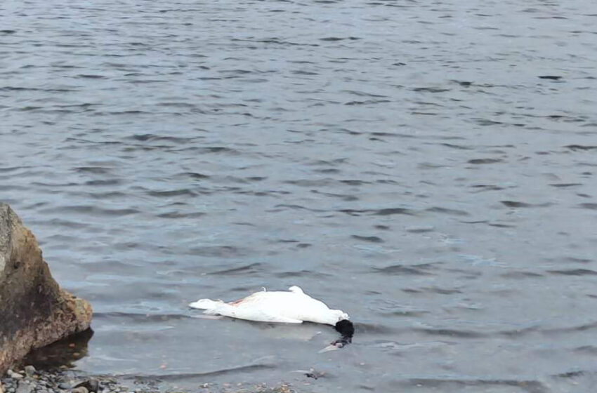  Detectan aves muertas en borde costero desde Seno Obstrucción a Puerto Bories