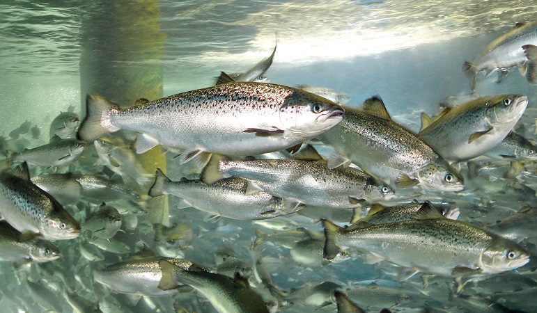  Daño y permisividad en la sobreproducción salmonera: el malestar desde organizaciones del sur de Chile