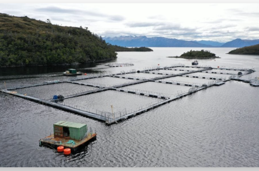  Triunfo de las comunidades: Tribunal Ambiental invalida permiso ambiental de centro de cultivo salmonero en Magallanes/ El Ciudadano