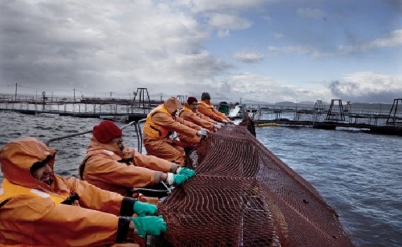  Organizaciones del sur se pronuncian por el trato de empresas salmoneras a sus trabajadores