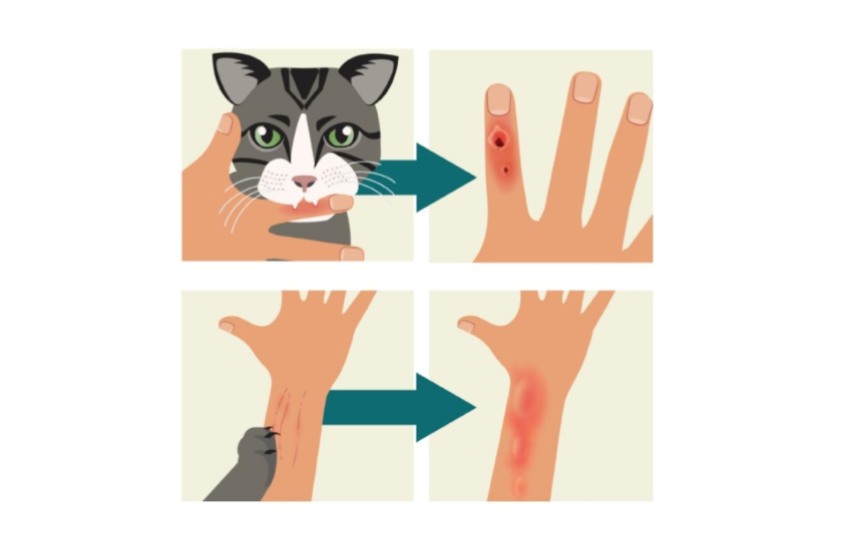  Esporotricosis asociada a los gatos