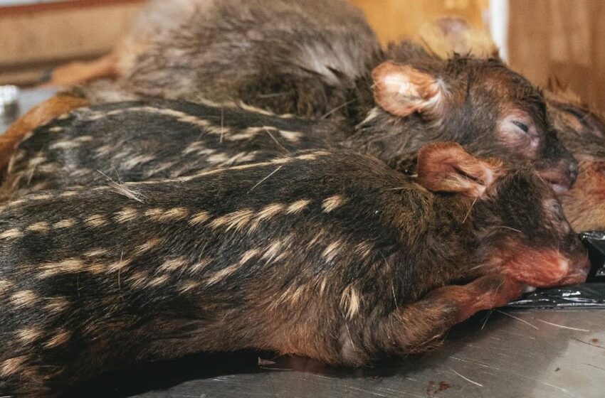  Tragedia de pudúes en Chiloé no cesa: Conmoción por muerte de hembra preñada y sus dos crías atacados por perros 
