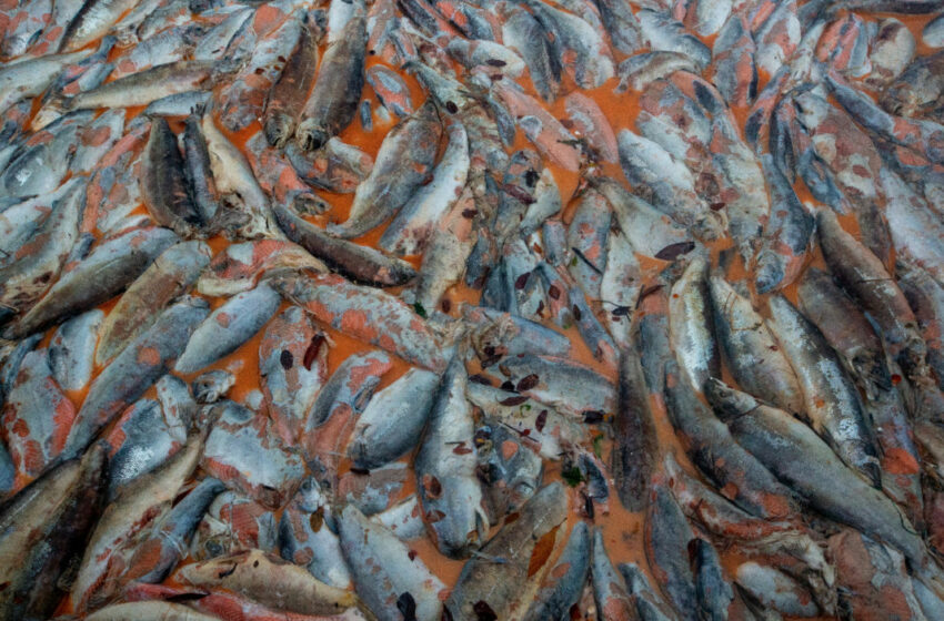  Radio del Mar. Mortalidad masiva de salmones en Reloncaví: Cuando el medio ambiente y las comunidades costeras subsidian el éxito exportador salmonero