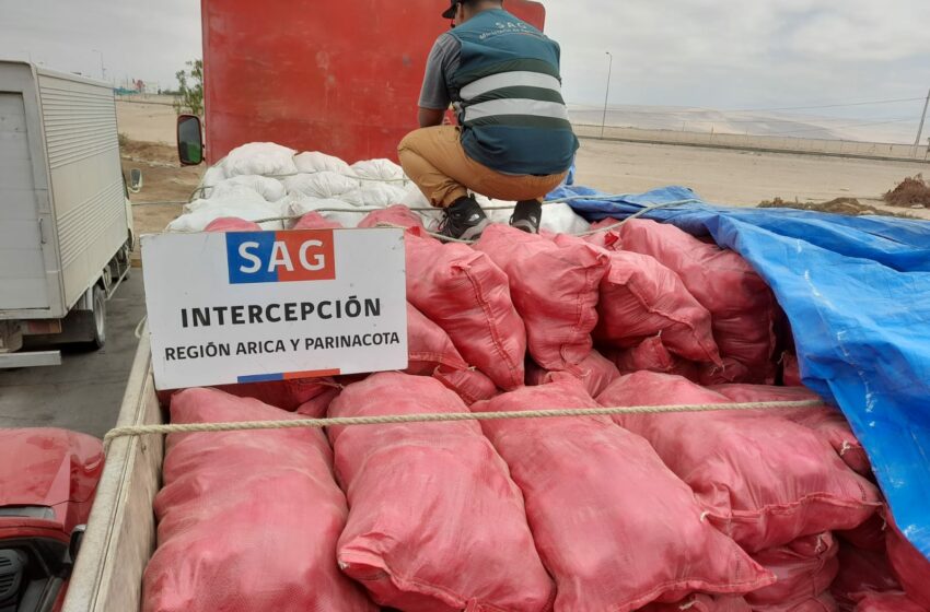  SAG en alerta por vegetales que ingresan ilegalmente a Chile con residuos de plaguicidas prohibidos