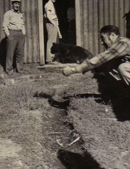 Cuando los gatos salvaron a Puerto Natales