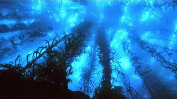  Explorando los Bosques Submarinos:” Reflexiones desde el Congreso en Punta Arenas”