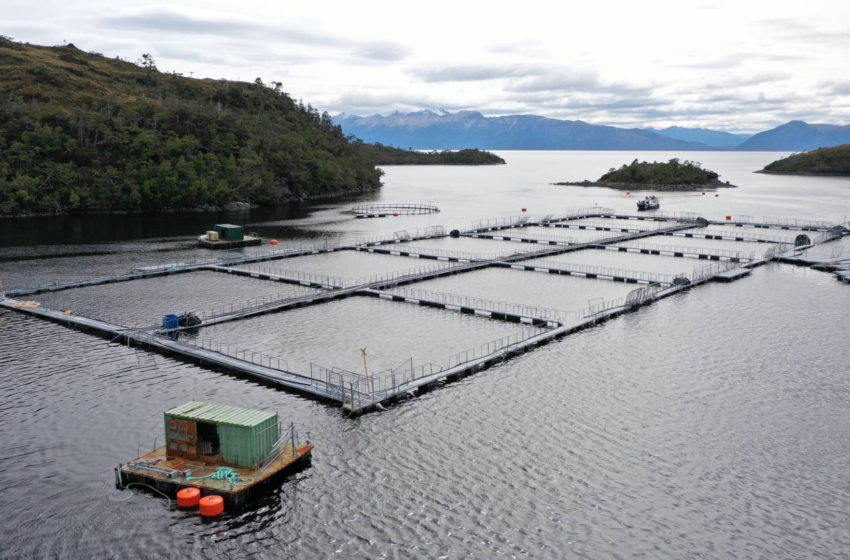  Salmones de Sangre 2024: Trágico mes de marzo en industria salmonera chilena con otro trabajador muerto y uno con grave accidente laboral