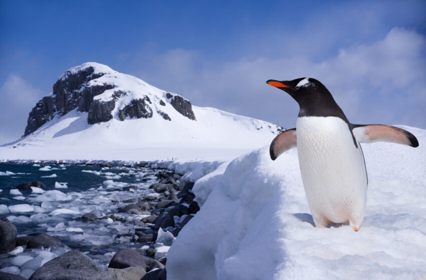  Antártica. El espectáculo (Milei) y la candente guerra fría