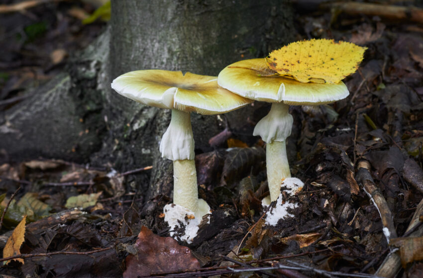 Hongos venenosos: 5 mg pueden producir la muerte