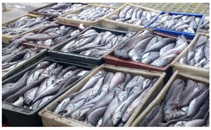  A otro lado a vender pescado podrido