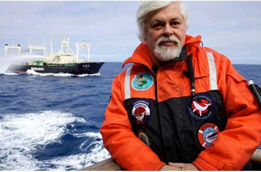  Liberar a Paul Watson y aislar al gobierno ballenero japonés, una campaña ciudadana que debemos apoyar