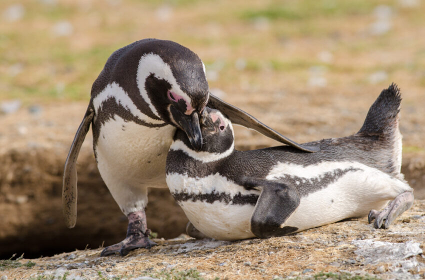  Regresan los pingüinos magallánicos y las navegaciones a Isla Magdalena y Marta