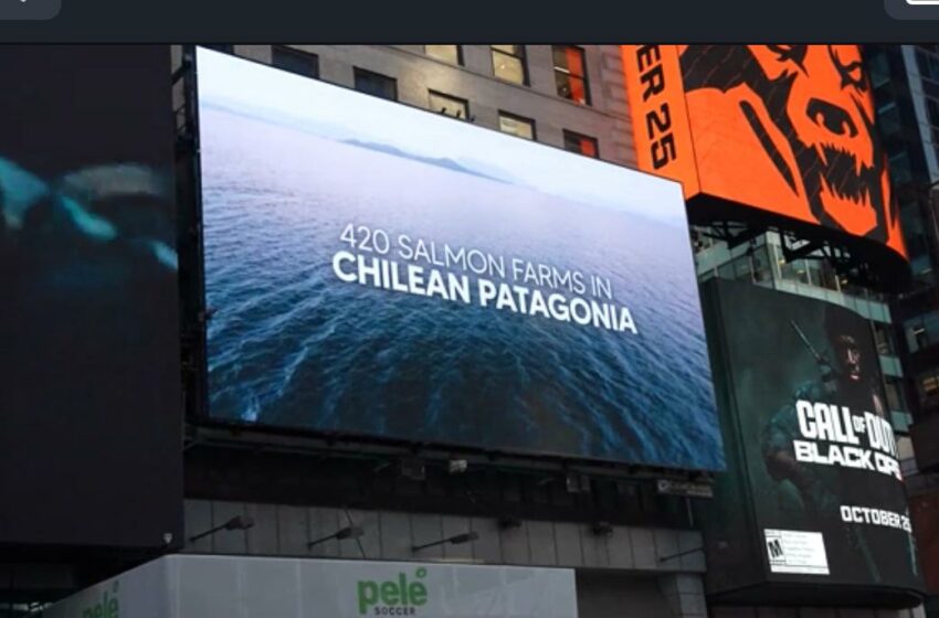  En el corazón de Nueva York: Impactos de la salmonicultura en Patagonia chilena sacuden Times Square con revelador video