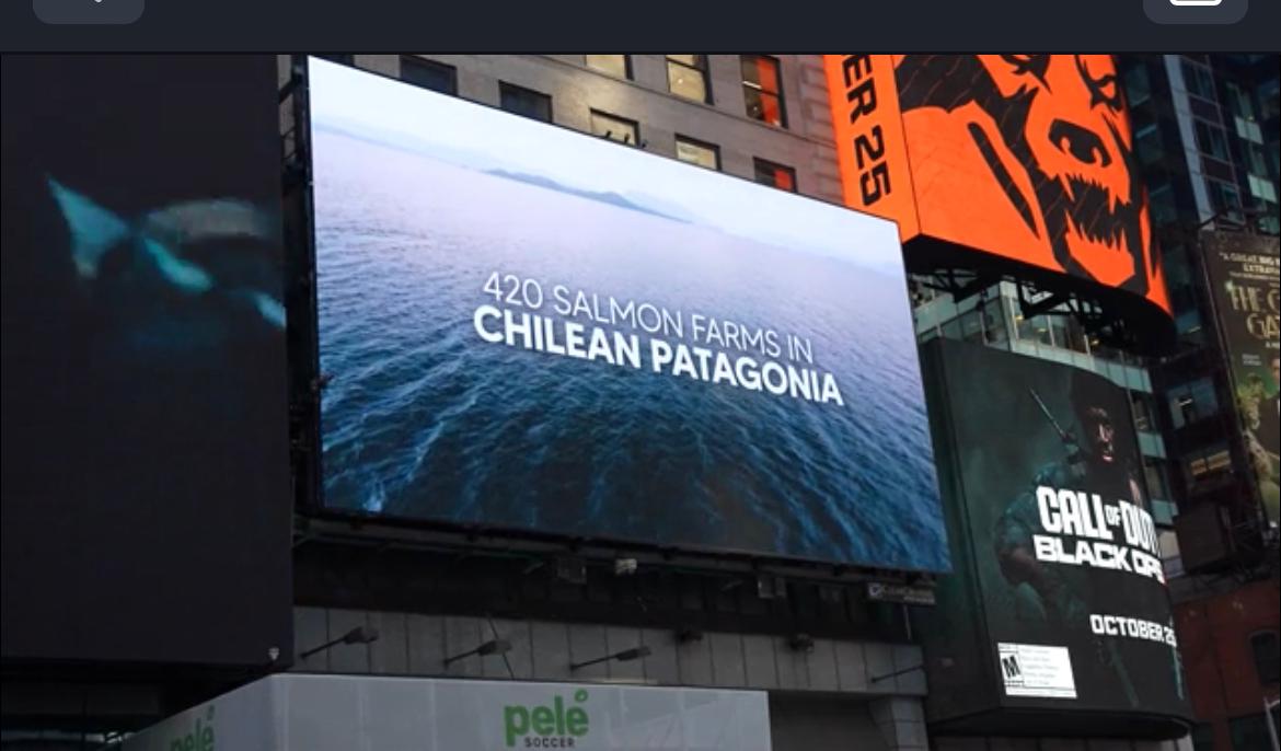 En el corazón de Nueva York Impactos de la salmonicultura en Patagonia