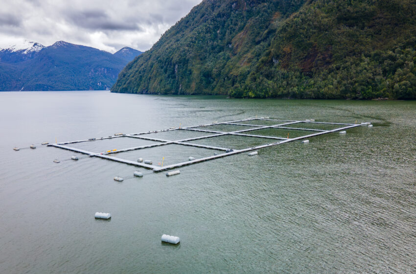  Otra más de Cooke: Juzgado de Puerto Aysén condena a salmonera con multa de $34 millones y suspende operaciones en nueve centros de cultivo