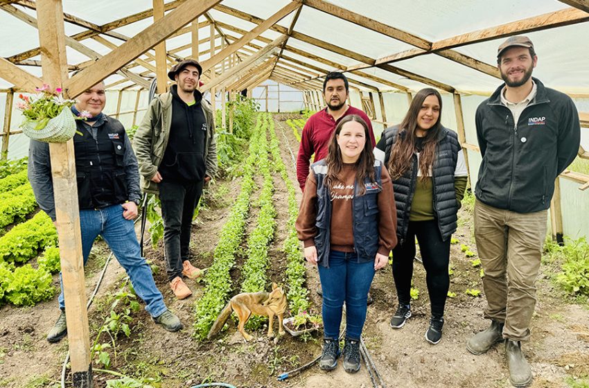  Nuevas manos para la agricultura natalina, jóvenes que se quedan y producen con apoyo de INDAP